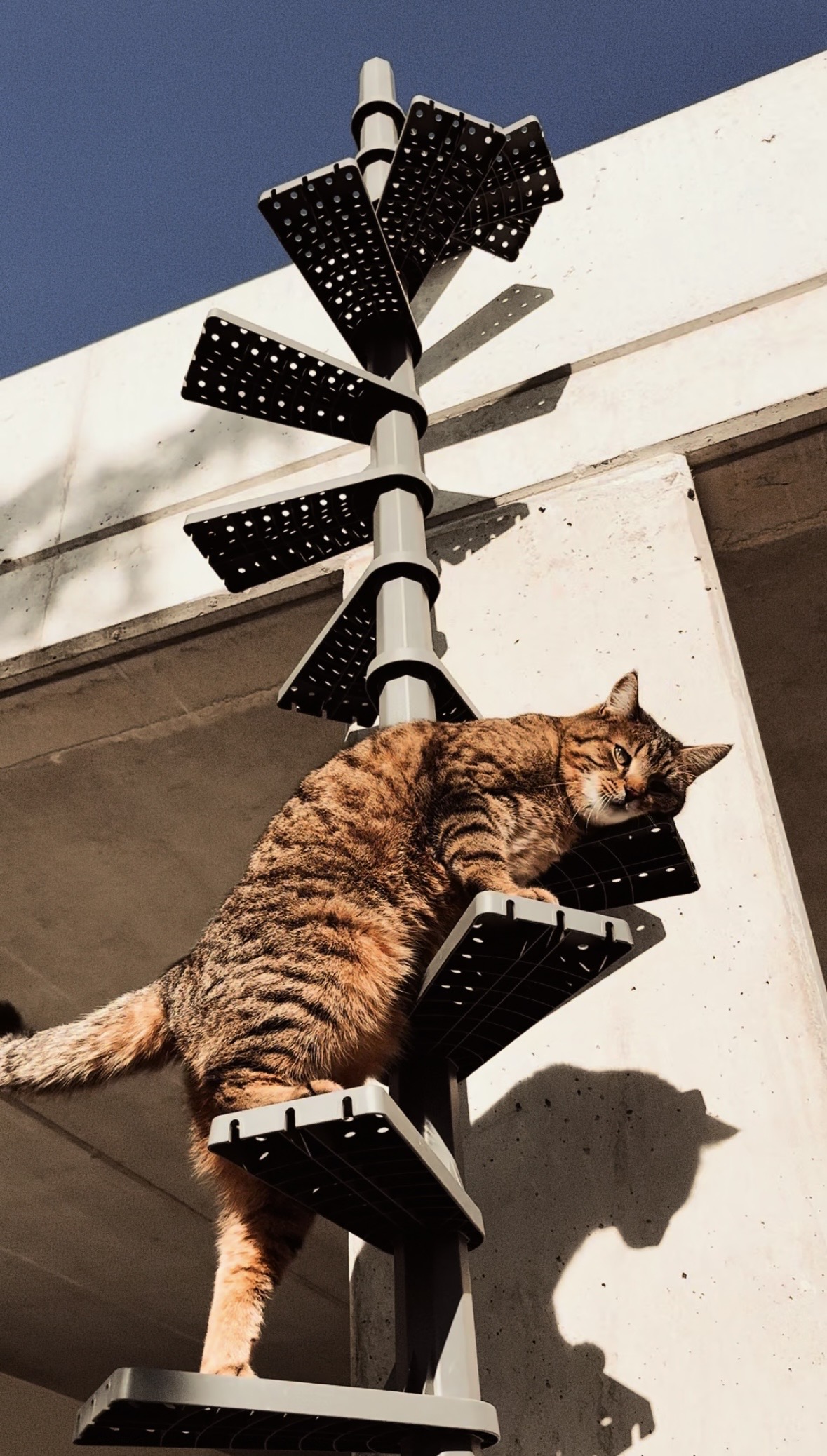 Unsere Katze auf der FeliStair Katzentreppe (2)
